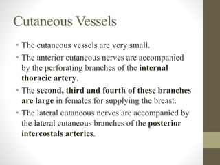 Cutaneous Vessels
• The cutaneous vessels are very small.
• The anterior cutaneous nerves are accompanied
by the perforating branches of the internal
thoracic artery.
• The second, third and fourth of these branches
are large in females for supplying the breast.
• The lateral cutaneous nerves are accompanied by
the lateral cutaneous branches of the posterior
intercostals arteries.
 