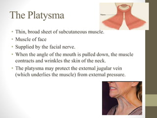 The Platysma
• Thin, broad sheet of subcutaneous muscle.
• Muscle of face
• Supplied by the facial nerve.
• When the angle of the mouth is pulled down, the muscle
contracts and wrinkles the skin of the neck.
• The platysma may protect the external jugular vein
(which underlies the muscle) from external pressure.
 
