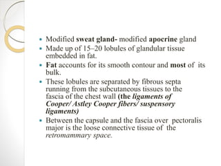  Modified sweat gland- modified apocrine gland
 Made up of 15–20 lobules of glandular tissue
embedded in fat.
 Fat accounts for its smooth contour and most of its
bulk.
 These lobules are separated by fibrous septa
running from the subcutaneous tissues to the
fascia of the chest wall (the ligaments of
Cooper/ Astley Cooper fibers/ suspensory
ligaments)
 Between the capsule and the fascia over pectoralis
major is the loose connective tissue of the
retromammary space.
 