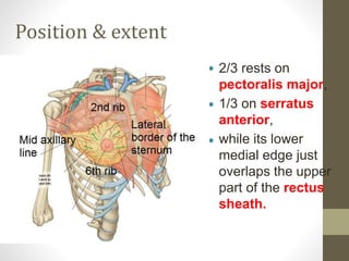 Position & extent



2/3 rests on
pectoralis major,
1/3 on serratus
anterior,
while its lower
medial edge just
overlaps the upper
part of the rectus
sheath.
 