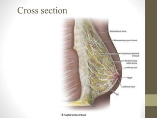 Cross section
 