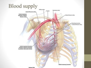 Blood supply
 