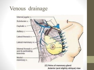 Venous drainage
 