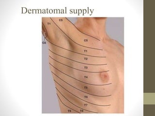 Dermatomal supply
 