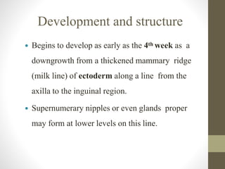 Development and structure
 Begins to develop as early as the 4th week as a
downgrowth from a thickened mammary ridge
(milk line) of ectoderm along a line from the
axilla to the inguinal region.
 Supernumerary nipples or even glands proper
may form at lower levels on this line.
 