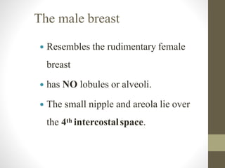 The male breast
 Resembles the rudimentary female
breast
 has NO lobules or alveoli.
 The small nipple and areola lie over
the 4th intercostalspace.
 