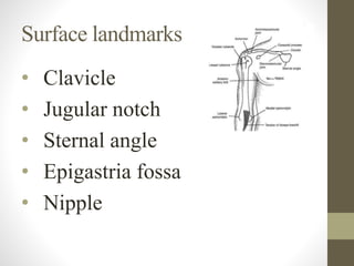 Surface landmarks
• Clavicle
• Jugular notch
• Sternal angle
• Epigastria fossa
• Nipple
 
