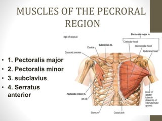 MUSCLES OF THE PECRORAL
REGION
• 1. Pectoralis major
• 2. Pectoralis minor
• 3. subclavius
• 4. Serratus
anterior
 