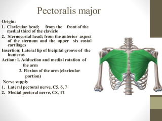 Pectoralis major
Origin:
1. Clavicular head; from the front of the
medial third of the clavicle
2. Sternocostal head; from the anterior aspect
of the sternum and the upper six costal
cartilages
Insertion: Lateral lip of bicipital groove of the
humerus
Action: 1. Adduction and medial rotation of
the arm
2. Flexion of the arm (clavicular
portion)
Nerve supply
1. Lateral pectoral nerve, C5, 6, 7
2. Medial pectoral nerve, C8, T1
 