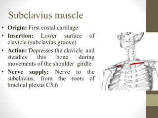Subclavius muscle
• Origin: First costal cartilage
• Insertion: Lower surface of
clavicle (subclavius groove)
• Action: Depresses the clavicle and
steadies this bone during
movements of the shoulder girdle
• Nerve supply: Nerve to the
subclavius, from the roots of
brachial plexus C5,6
 