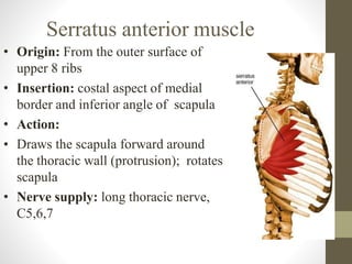 Serratus anterior muscle
• Origin: From the outer surface of
upper 8 ribs
• Insertion: costal aspect of medial
border and inferior angle of scapula
• Action:
• Draws the scapula forward around
the thoracic wall (protrusion); rotates
scapula
• Nerve supply: long thoracic nerve,
C5,6,7
 