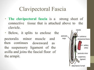 Clavipectoral Fascia
• The clavipectoral fascia is a strong sheet of
connective tissue that is attached above to the
clavicle.
• Below, it splits to enclose the
pectoralis minor
then continues
muscle and
downward as
the suspensory ligament of the
axilla and joins the fascial floor of
the armpit.
 