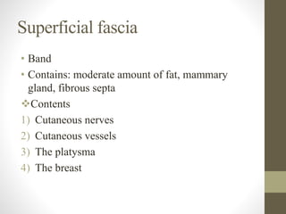 Superficial fascia
• Band
• Contains: moderate amount of fat, mammary
gland, fibrous septa
Contents
1) Cutaneous nerves
2) Cutaneous vessels
3) The platysma
4) The breast
 