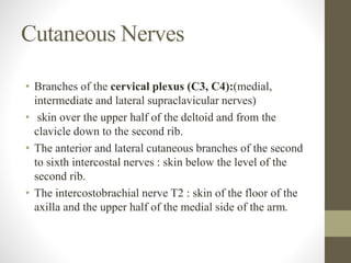 Cutaneous Nerves
• Branches of the cervical plexus (C3, C4):(medial,
intermediate and lateral supraclavicular nerves)
• skin over the upper half of the deltoid and from the
clavicle down to the second rib.
• The anterior and lateral cutaneous branches of the second
to sixth intercostal nerves : skin below the level of the
second rib.
• The intercostobrachial nerve T2 : skin of the floor of the
axilla and the upper half of the medial side of the arm.
 