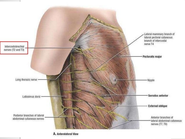 Pectoral Region pectoral-region