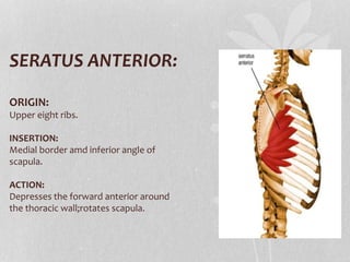 SERATUS ANTERIOR:
ORIGIN:
Upper eight ribs.
INSERTION:
Medial border amd inferior angle of
scapula.
ACTION:
Depresses the forward anterior around
the thoracic wall;rotates scapula.
 