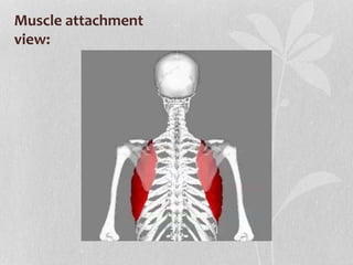 Muscle attachment
view:
 