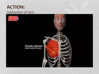 ACTION:
Adduction of arm
 