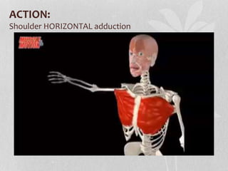 ACTION:
Shoulder HORIZONTAL adduction
 