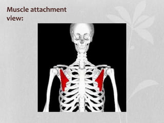 Muscle attachment
view:
 