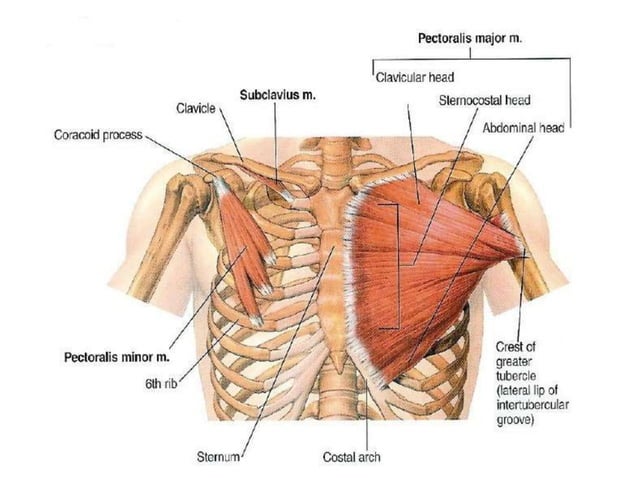 Pectorala pectoral_region-.ppt