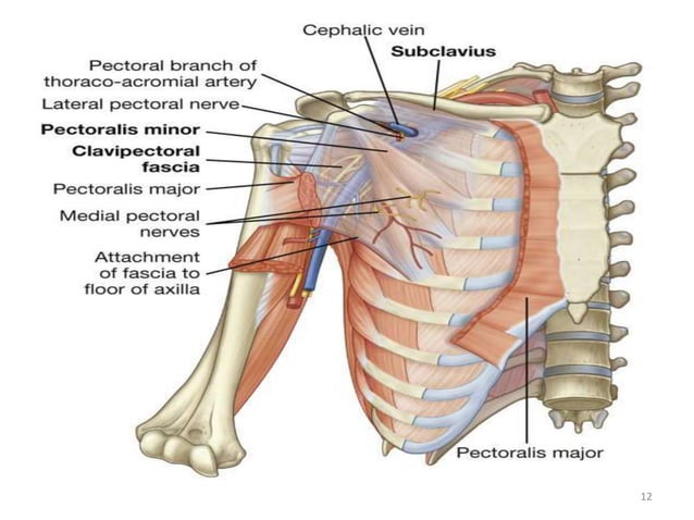 Pectorala pectoral_region-.ppt