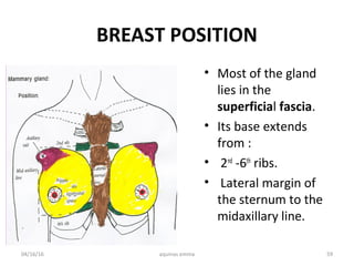 Pectoral region and breast surgical anatomy | PPT