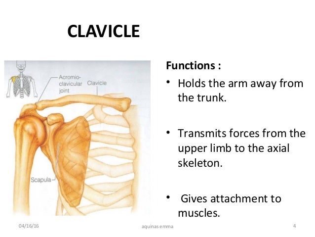 pectoral region
