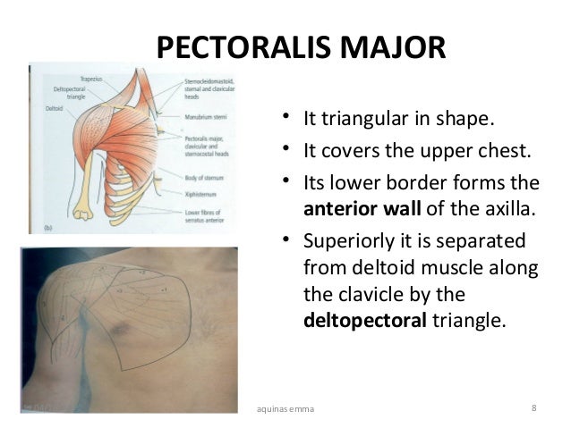 pectoral region