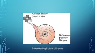 Pectoral region and Mammary glands lecture | PPTX