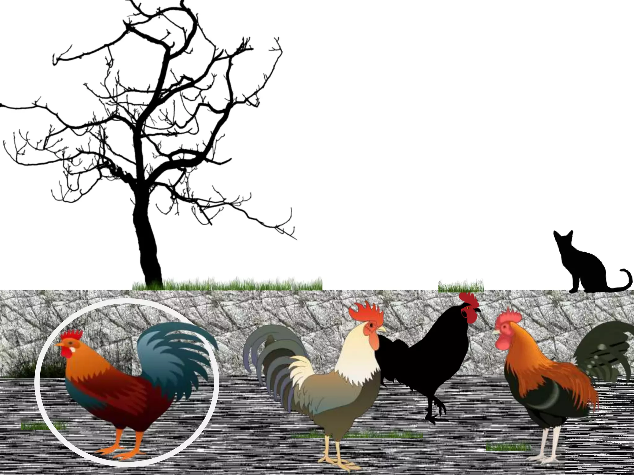 My Brother's Peculiar chicken | PPTX