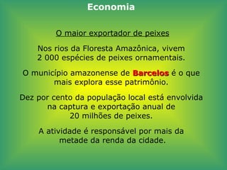 O maior exportador de peixes Nos rios da Floresta Amazônica, vivem  2 000 espécies de peixes ornamentais.  O município amazonense de  Barcelos  é o que  mais explora esse patrimônio.  Dez por cento da população local está envolvida  na captura e exportação anual de  20 milhões de peixes.  A atividade é responsável por mais da  metade da renda da cidade. Economia 
