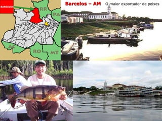 Barcelos – AM  O maior exportador de peixes BARCELOS 