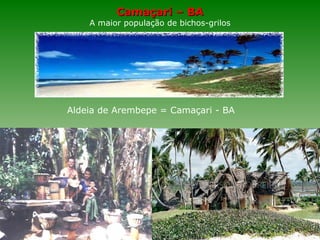 Camaçari – BA A maior população de bichos-grilos Aldeia de Arembepe = Camaçari - BA 