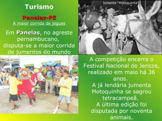Turismo Panelas-PE A maior corrida de jegues Em  Panelas , no agreste pernambucano,  disputa-se a maior corrida de jumentos do mundo Jumenta “Motoquinha” A competição encerra o Festival Nacional de Jericos, realizado em maio há 36 anos.  A já lendária jumenta Motoquinha se sagrou tetracampeã.  A última edição foi disputada por noventa animais. 