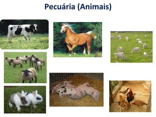 Pecuária (Animais) 