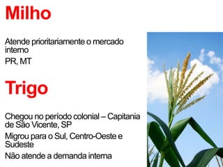 Milho
Atende prioritariamente o mercado
interno
PR, MT
Trigo
Chegou no período colonial – Capitania
de São Vicente, SP
Migrou para o Sul, Centro-Oeste e
Sudeste
Não atende a demanda interna
 