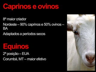 Caprinos e ovinos
8º maior criador
Nordeste – 90% caprinos e 50% ovinos –
BA
Adaptados a períodos secos
Equinos
2ª posição – EUA
Corumbá, MT – maior efetivo
 