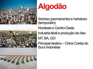 Algodão
Arbóreo (permanente) e herbáceo
(temporário)
Nordeste e Centro-Oeste
Industria têxtil e produção de óleo
MT, BA, GO
Principal destino – China Coréia do
Sul e Indonésia
 