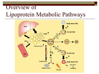 Overview of  Lipoprotein Metabolic Pathways 
