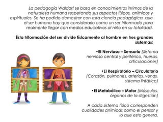 La pedagogía Waldorf se basa en conocimientos íntimos de la 
naturaleza humana respetando sus aspectos físicos, anímicos y 
espirituales. Se ha podido demostrar con esta ciencia pedagógica, que 
el ser humano hay que considerarlo como un ser triformado para 
realmente llegar con medios educativos al niño en su totalidad. 
Ésta triformación del ser divide físicamente al hombre en tres grandes 
sistemas: 
•El Nervioso – Sensorio (Sistema 
nervioso central y periférico, huesos, 
articulaciones) 
•El Respiratorio – Circulatorio 
(Corazón, pulmones, arterias, venas, 
sistema linfático) 
•El Metabólico – Motor (Músculos, 
órganos de la digestión) 
A cada sistema físico corresponden 
cualidades anímicas como el pensar y 
lo que esto genera. 
 