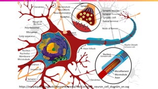 https://en.wikipedia.org/wiki/Neuron#/media/File:Complete_neuron_cell_diagram_en.svg
 