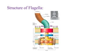 Pedagogypvk.pptx flagella types in bacteria | PPTX