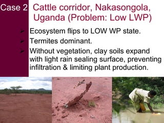 Livestock and water in developing countries (SSA)