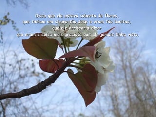 Disse que ela estava coberta de flores,
   que tinham um cheiro tão doce e eram tão bonitas,
                 que ele arriscaria dizer
que eram a coisa mais graciosa que ele jamais tinha visto.
 