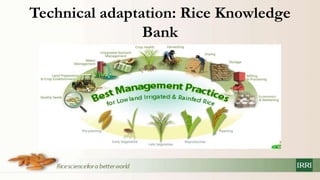 Policy information and response platform on climate change and rice in asean and its member countries project