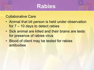 RabiesCollaborative CareAnimal that bit person is held under observation for 7 – 10 days to detect rabiesSick animal are killed and their brains are tests for presence of rabies virusBlood of client may be tested for rabies antibodies