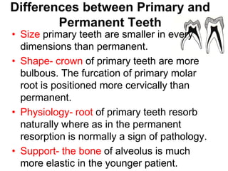 Differences between Primary and
Permanent Teeth
• Size primary teeth are smaller in every
dimensions than permanent.
• Shape- crown of primary teeth are more
bulbous. The furcation of primary molar
root is positioned more cervically than
permanent.
• Physiology- root of primary teeth resorb
naturally where as in the permanent
resorption is normally a sign of pathology.
• Support- the bone of alveolus is much
more elastic in the younger patient.
 