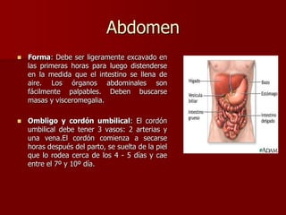 Abdomen
 Forma: Debe ser ligeramente excavado en
las primeras horas para luego distenderse
en la medida que el intestino se llena de
aire. Los órganos abdominales son
fácilmente palpables. Deben buscarse
masas y visceromegalia.
 Ombligo y cordón umbilical: El cordón
umbilical debe tener 3 vasos: 2 arterias y
una vena.El cordón comienza a secarse
horas después del parto, se suelta de la piel
que lo rodea cerca de los 4 - 5 días y cae
entre el 7º y 10º día.
 