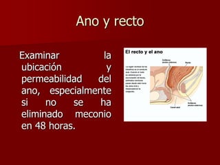 Ano y recto
Examinar la
ubicación y
permeabilidad del
ano, especialmente
si no se ha
eliminado meconio
en 48 horas.
 